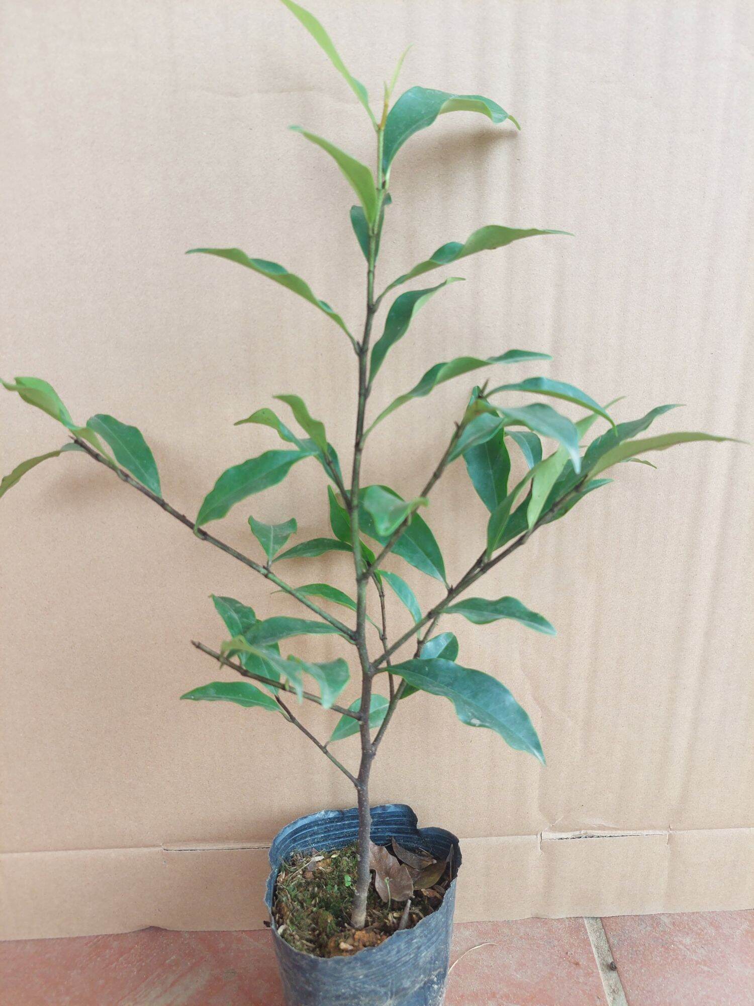 CÂY GIỐNG HOA LAN TIÊU