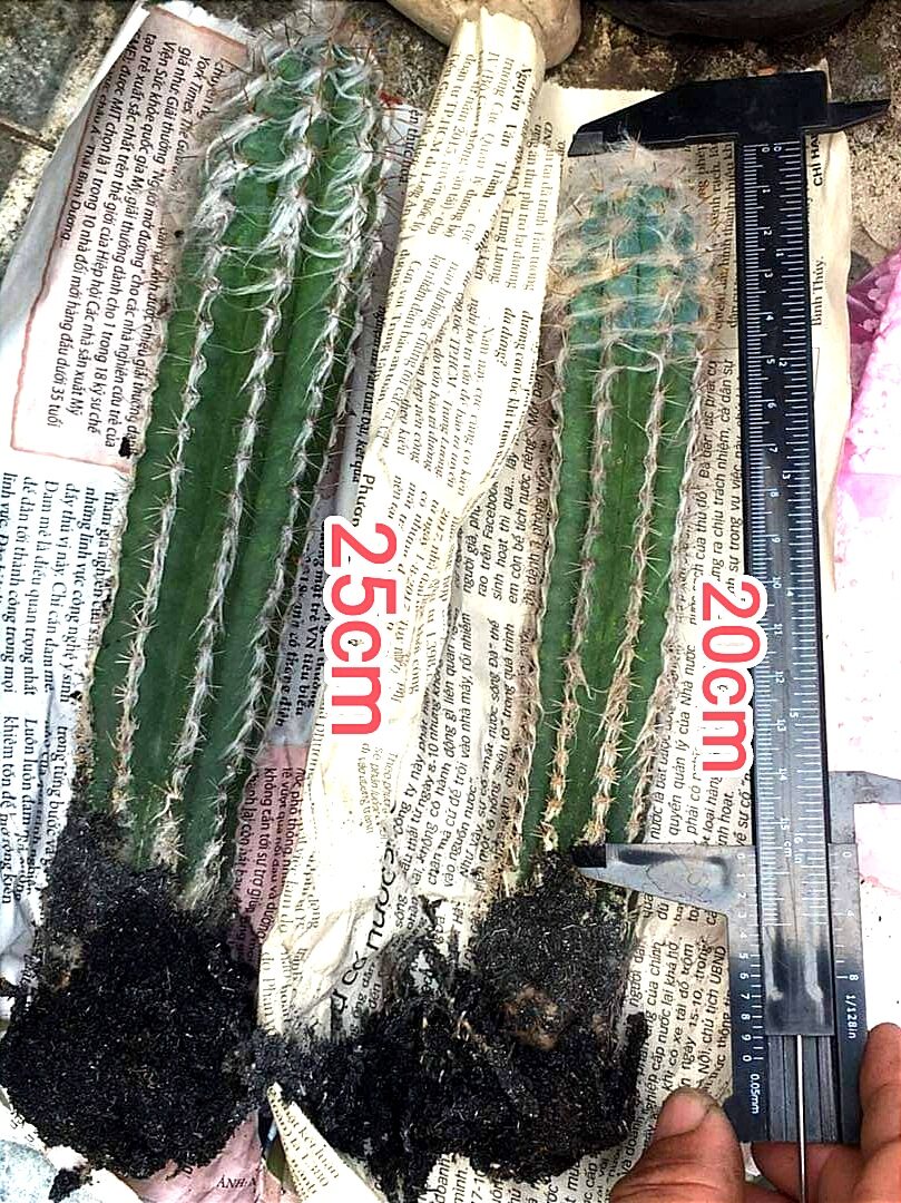 Cây xương rồng trụ lông