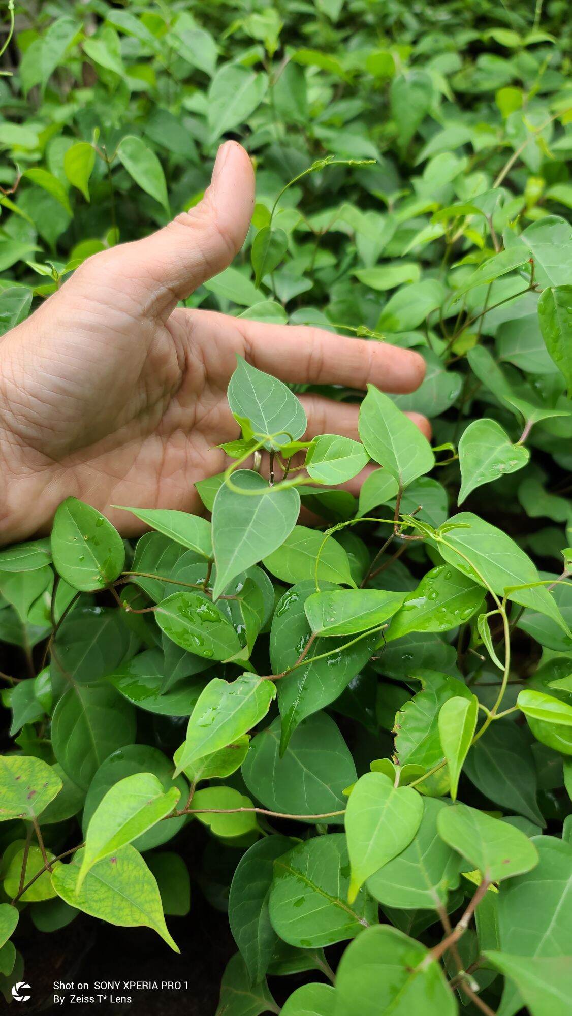 COMBO 3 Cây lá Giang giống.