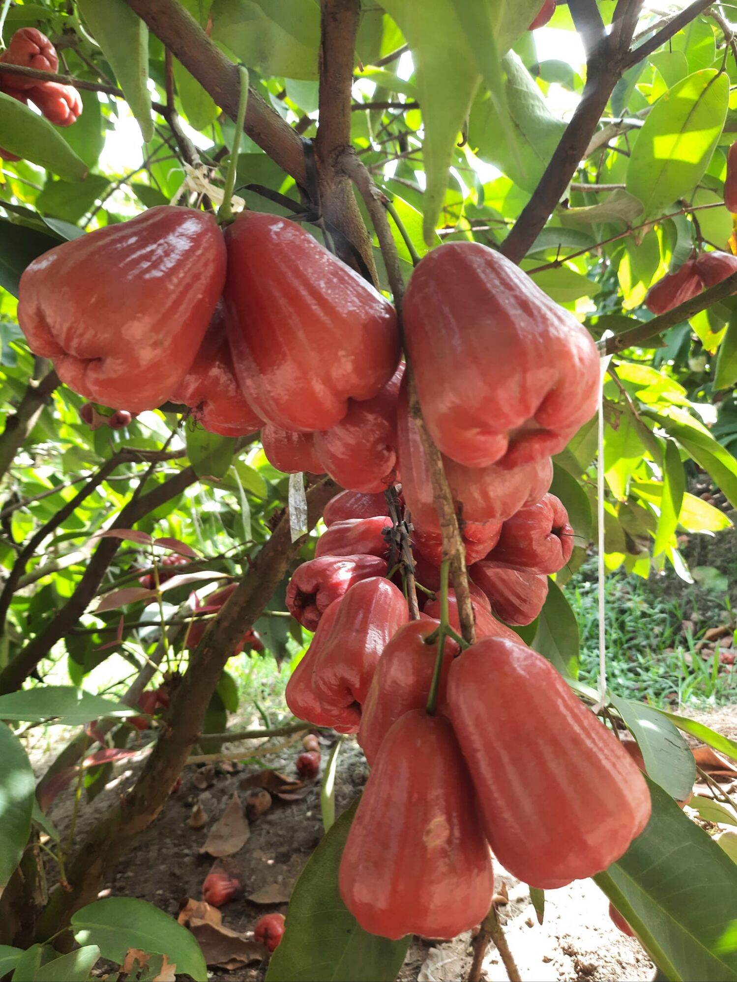 An Phuoc Plum Tree, Red Roi