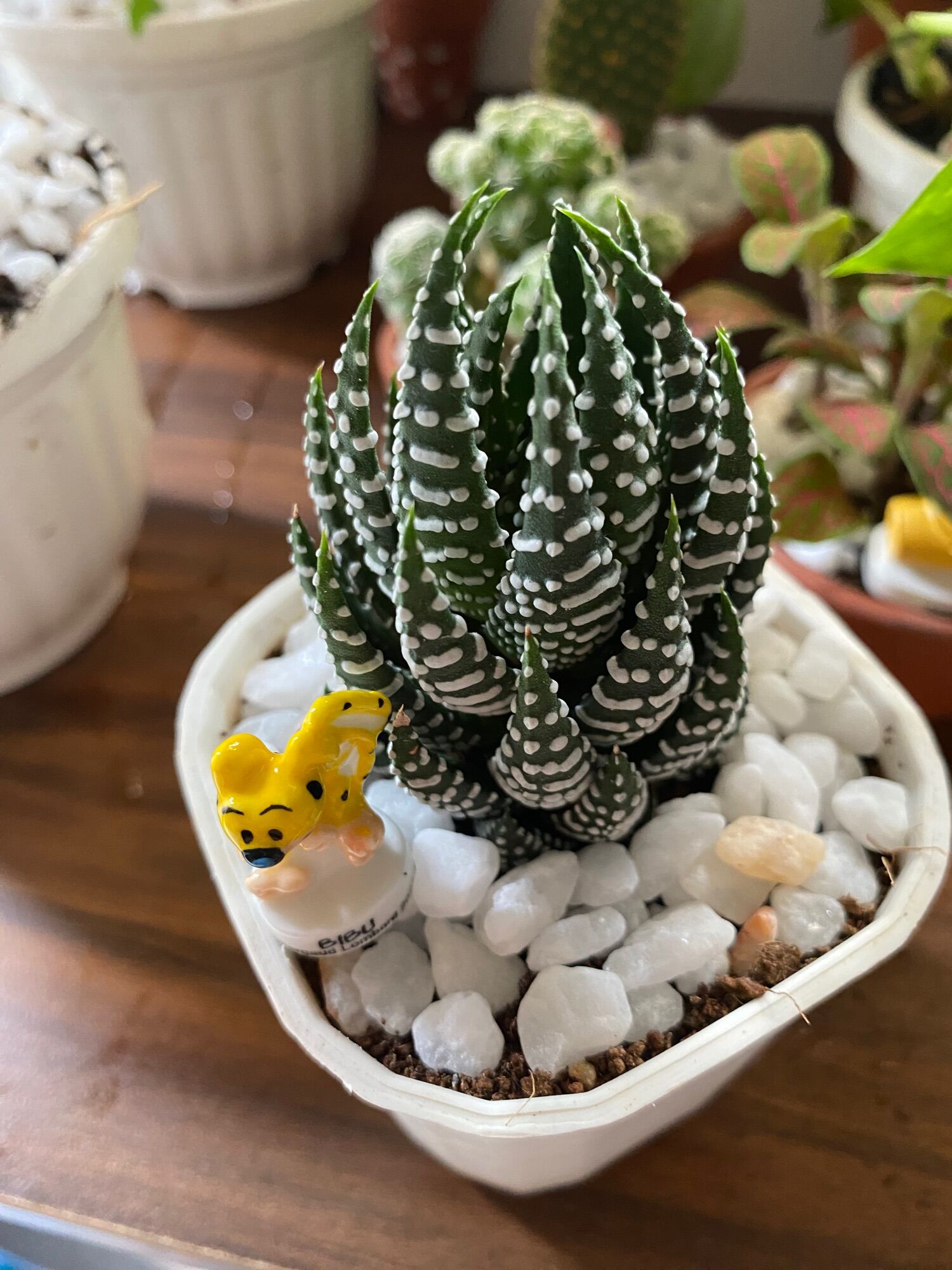 SEN ĐÁ MÓNG RỒNG ( 12 CM ) kèm chậu Mr Moon.
