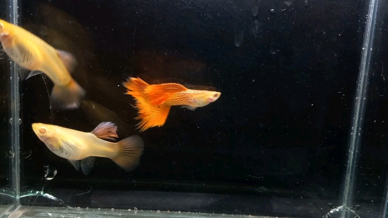 Guppy 7 màu Red endler