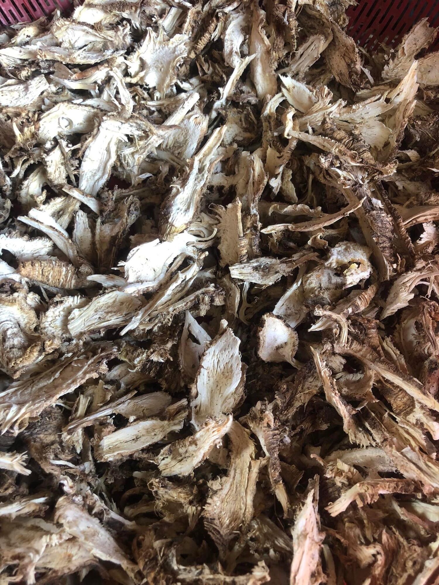 Sâm đương quy khô thái lát 200k/kg