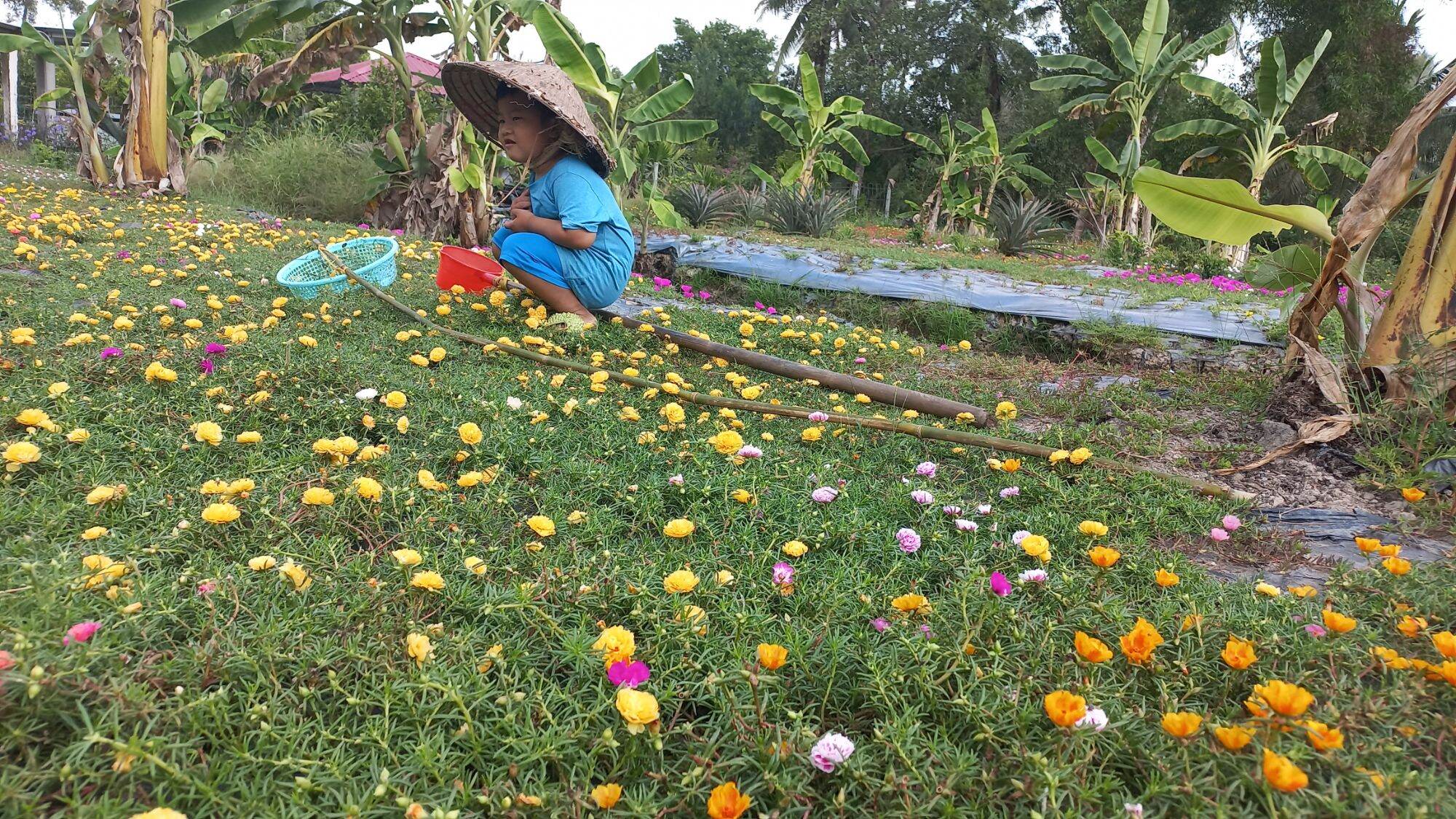 hoa mười giờ thái kép 8 màu  1 ký