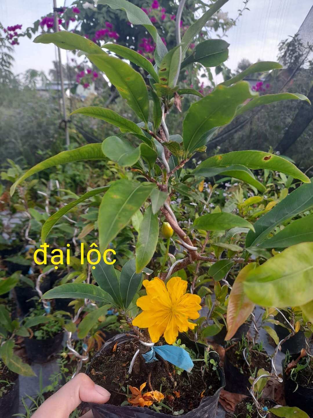 cây mai đại lộc hoa nhiều cánh