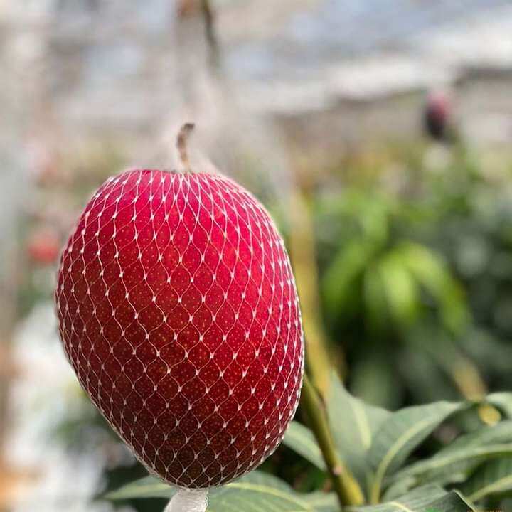 Xoài đỏ nhật. 