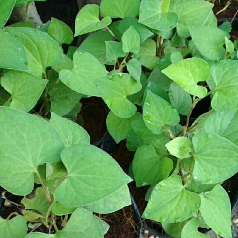 Chậu rau diếp cá