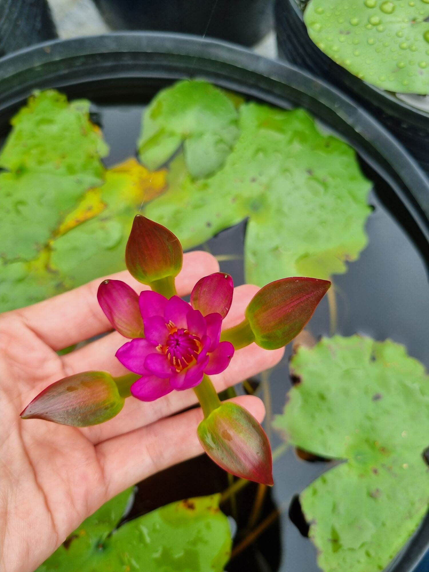 hoa súng đài hồng