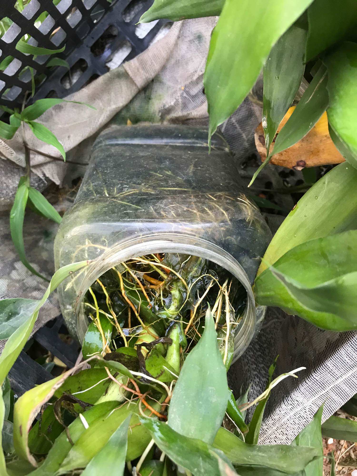 Phân kích rễ cực mạnh