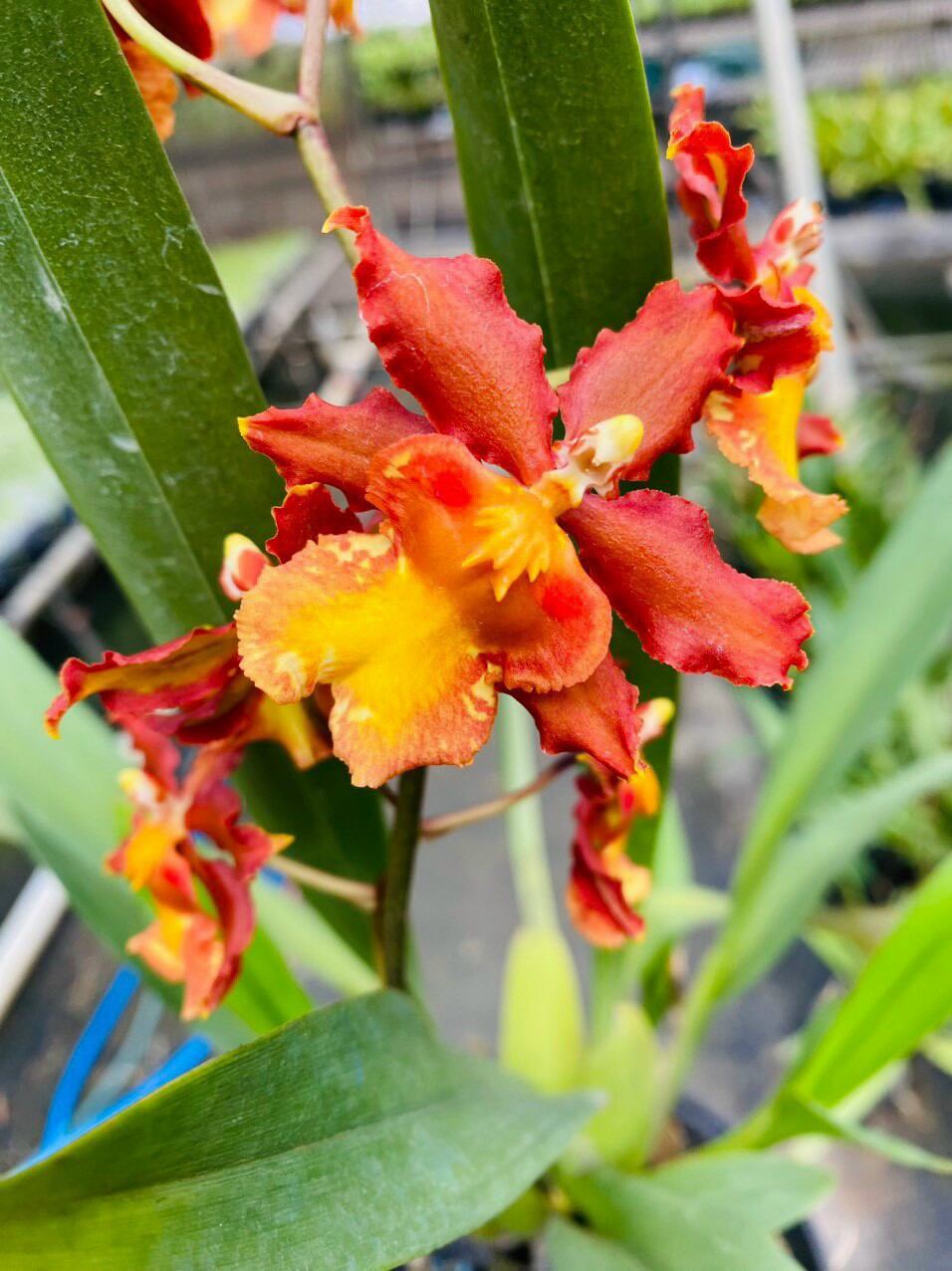 Vũ nữ Cam lửa đang nụ hoa