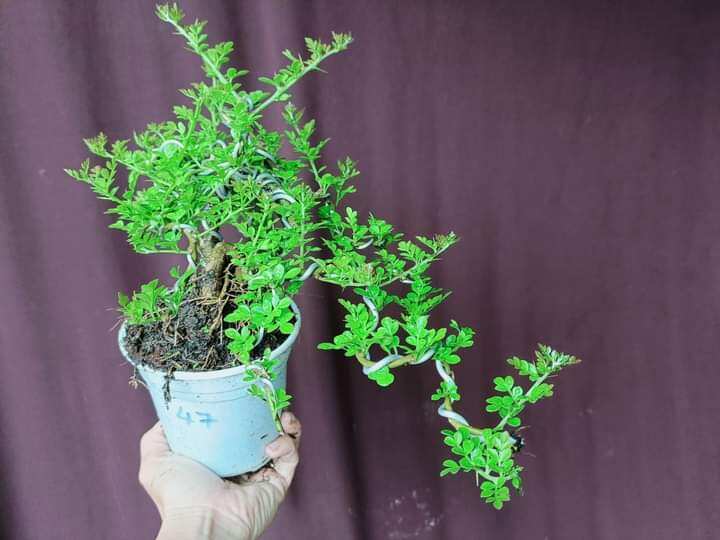 CÂY CẦN THĂNG BONSAI ĐỂ BÀN