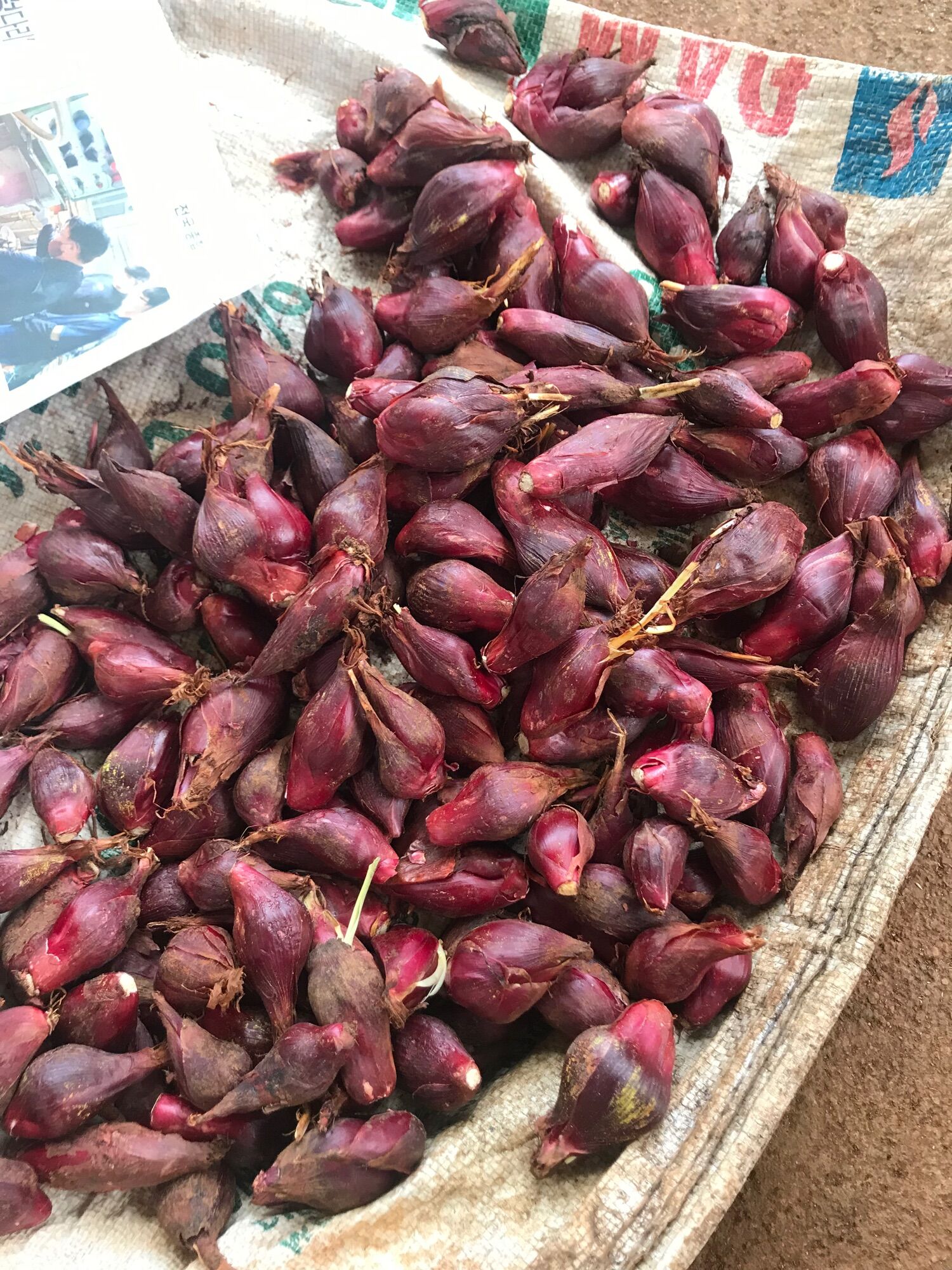 Sâm đại hành tươi Đà Lạt 1kg