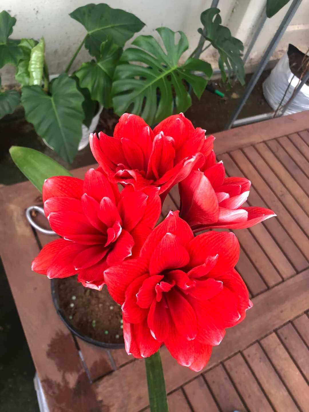củ giống hoa lan huệ