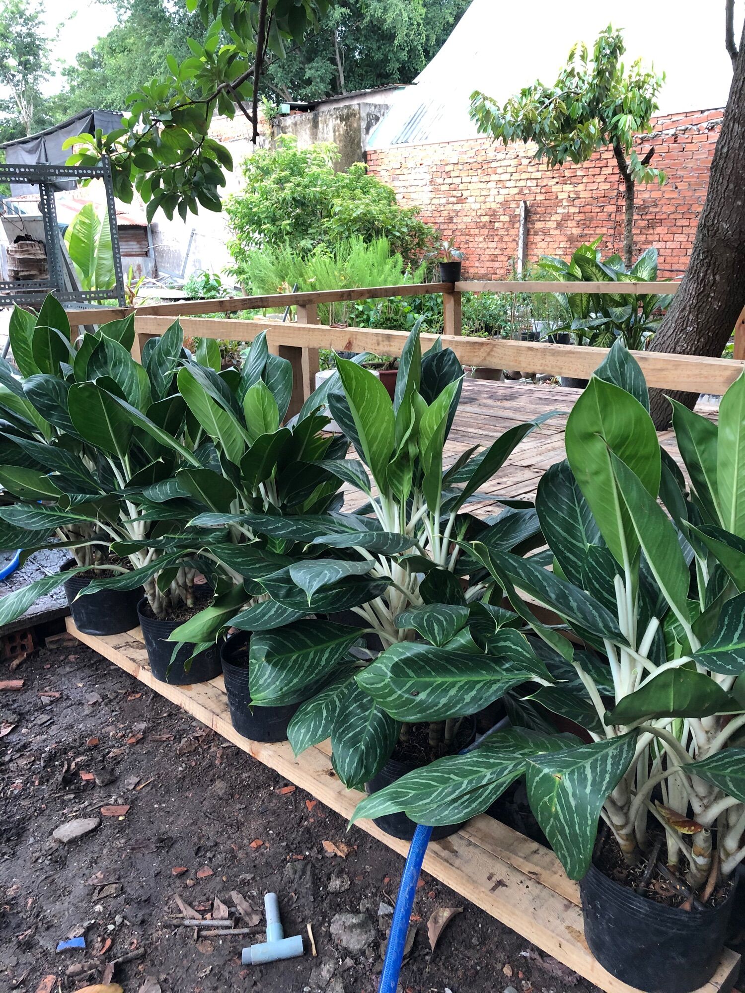 Cây bạch mã hoàng tử size trung