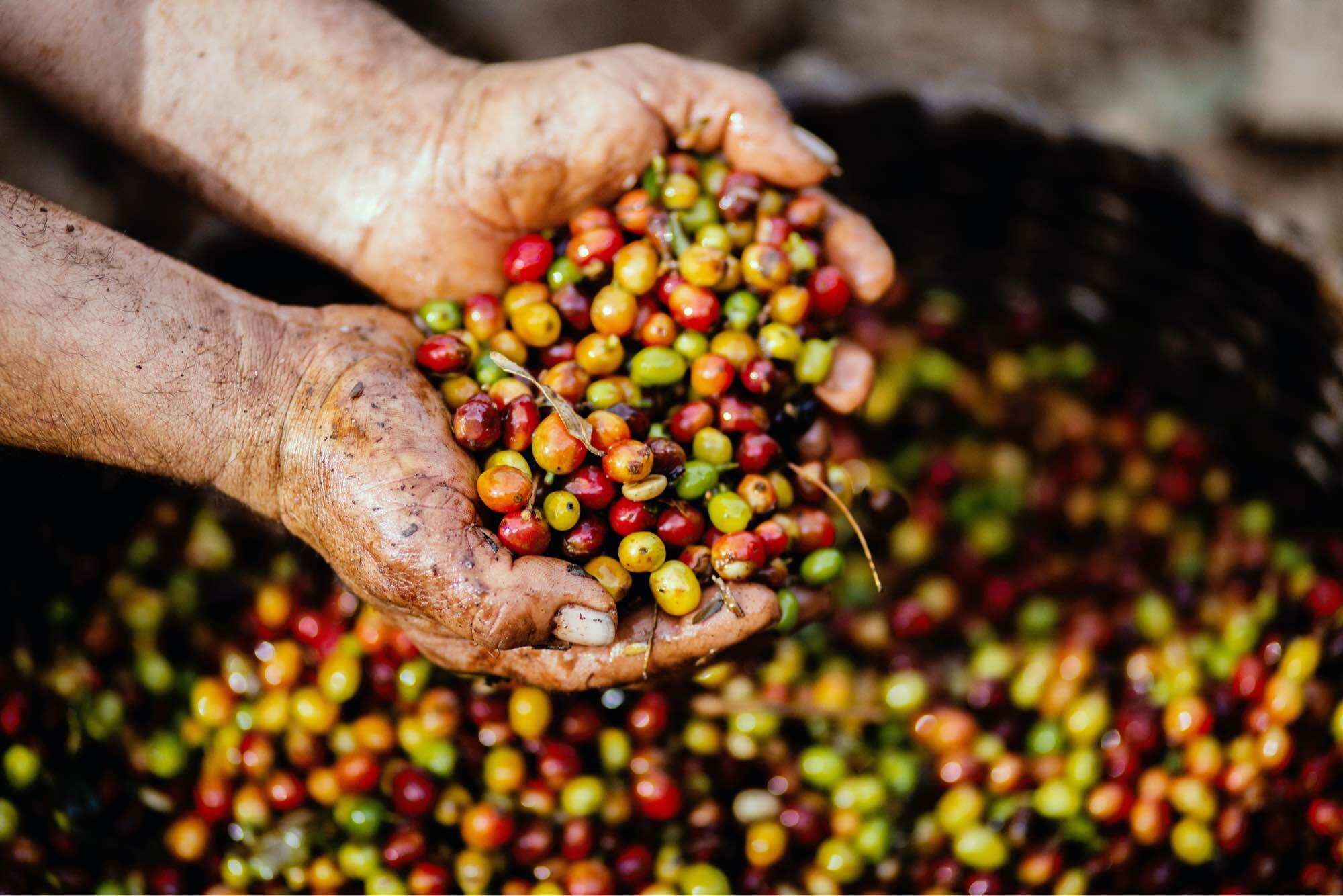1Kg CAFE ARABICA RANG MỘC