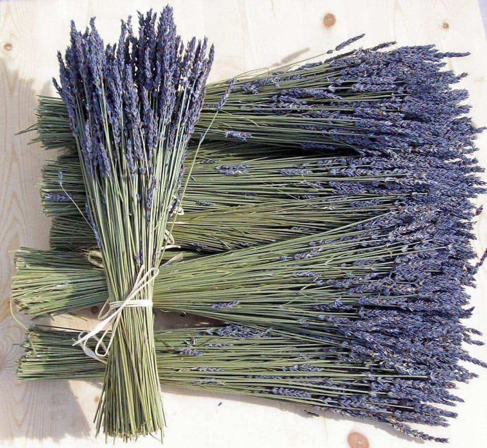 Bó hoa khô lavender 10g bó sẵn loại đẹp