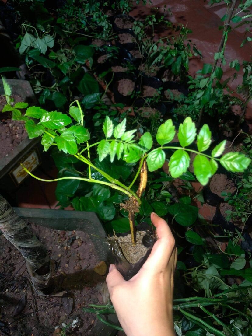 Hoa đăng tiêu(1 cây giống)