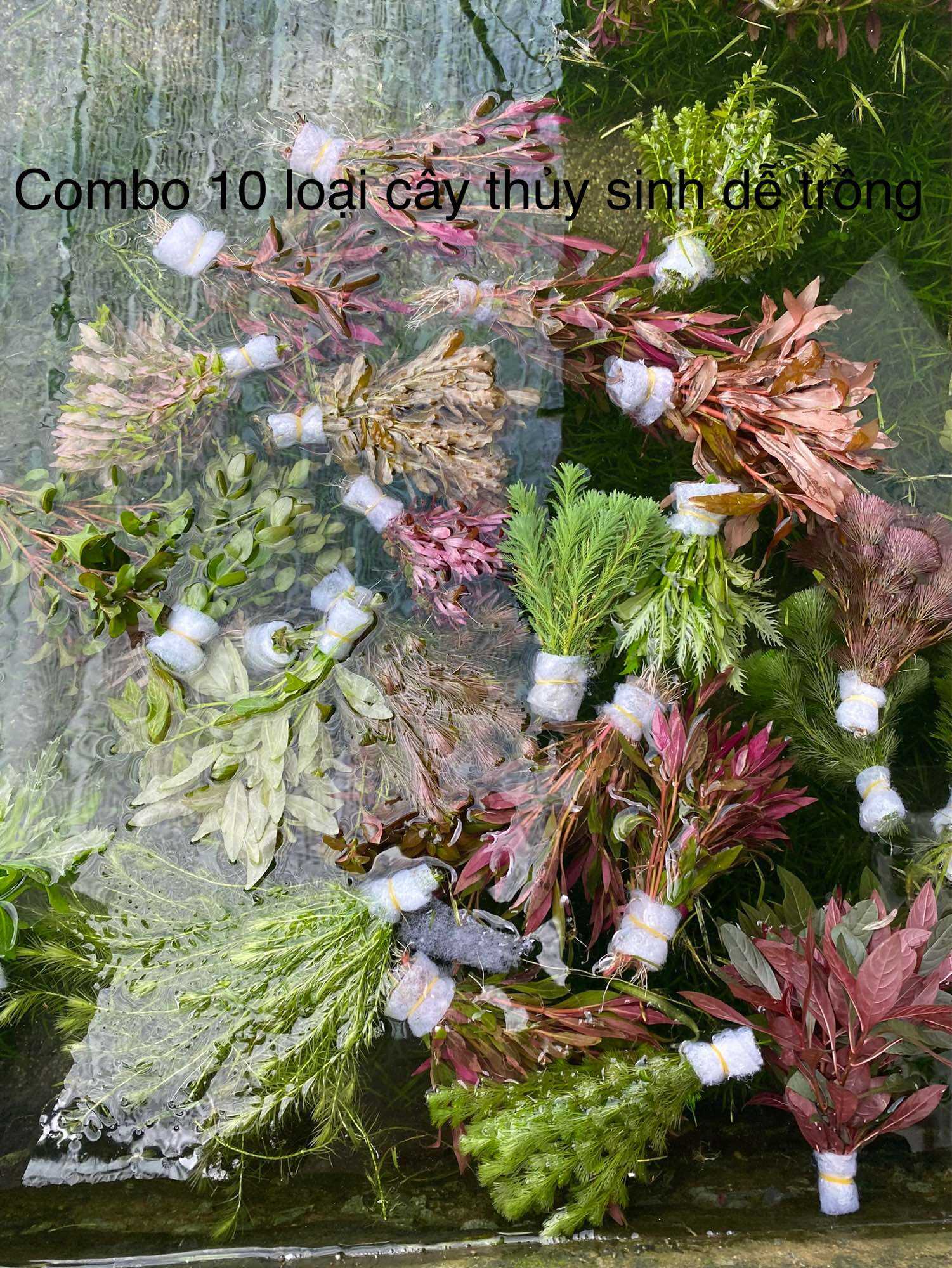 Combo 10 loại cây thủy sinh dễ trồng