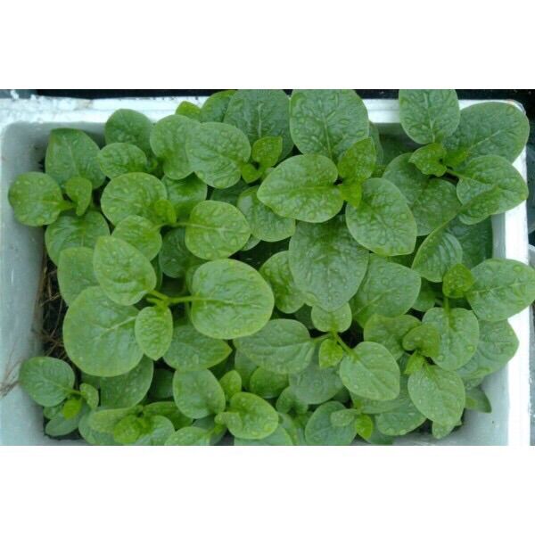 15 cây giống mồng tơi
