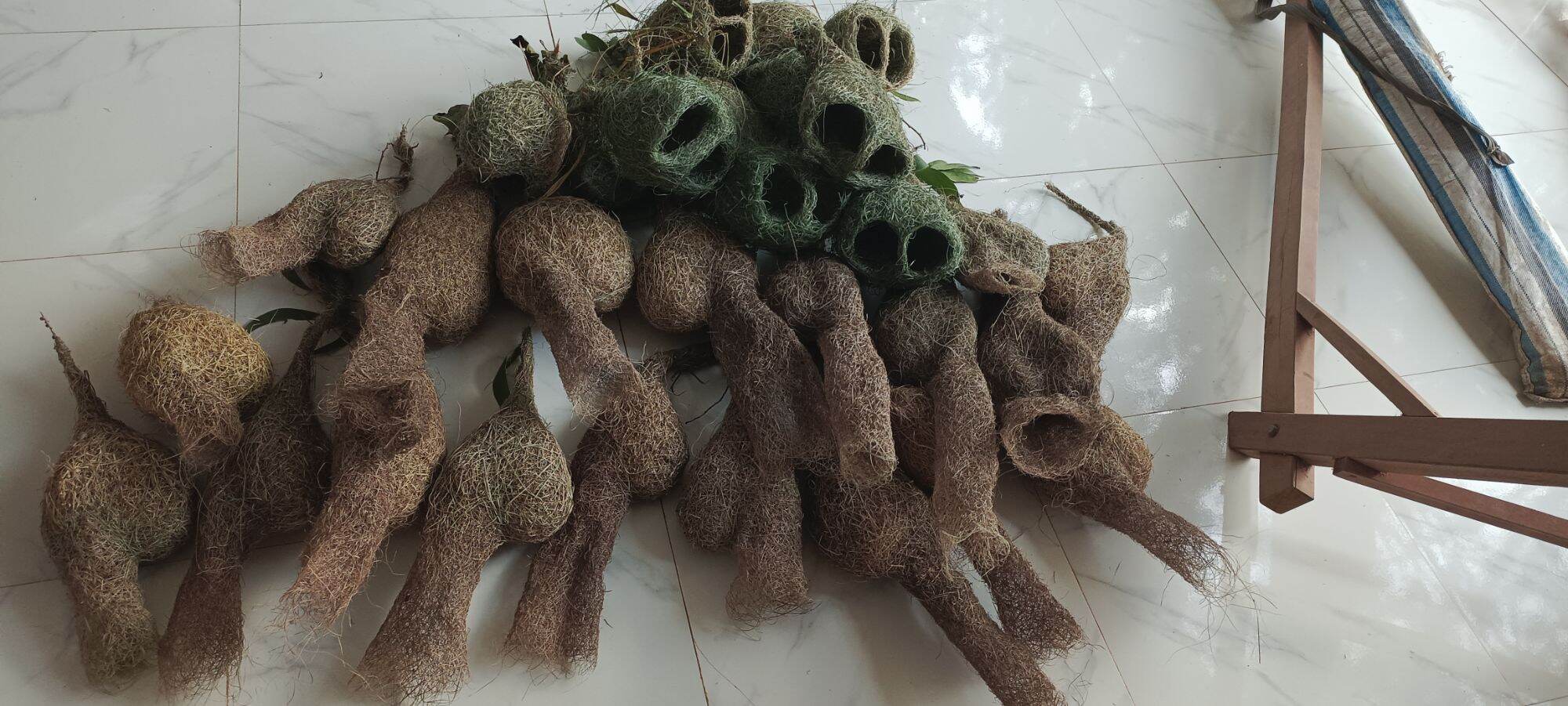 Tổ chim dòng dọc (Tổ đực)
