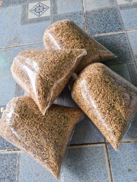 500gr trấu sống làm vườn