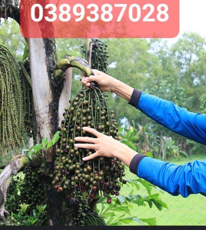 Trái đủng đỉnh phơi khô,1kg