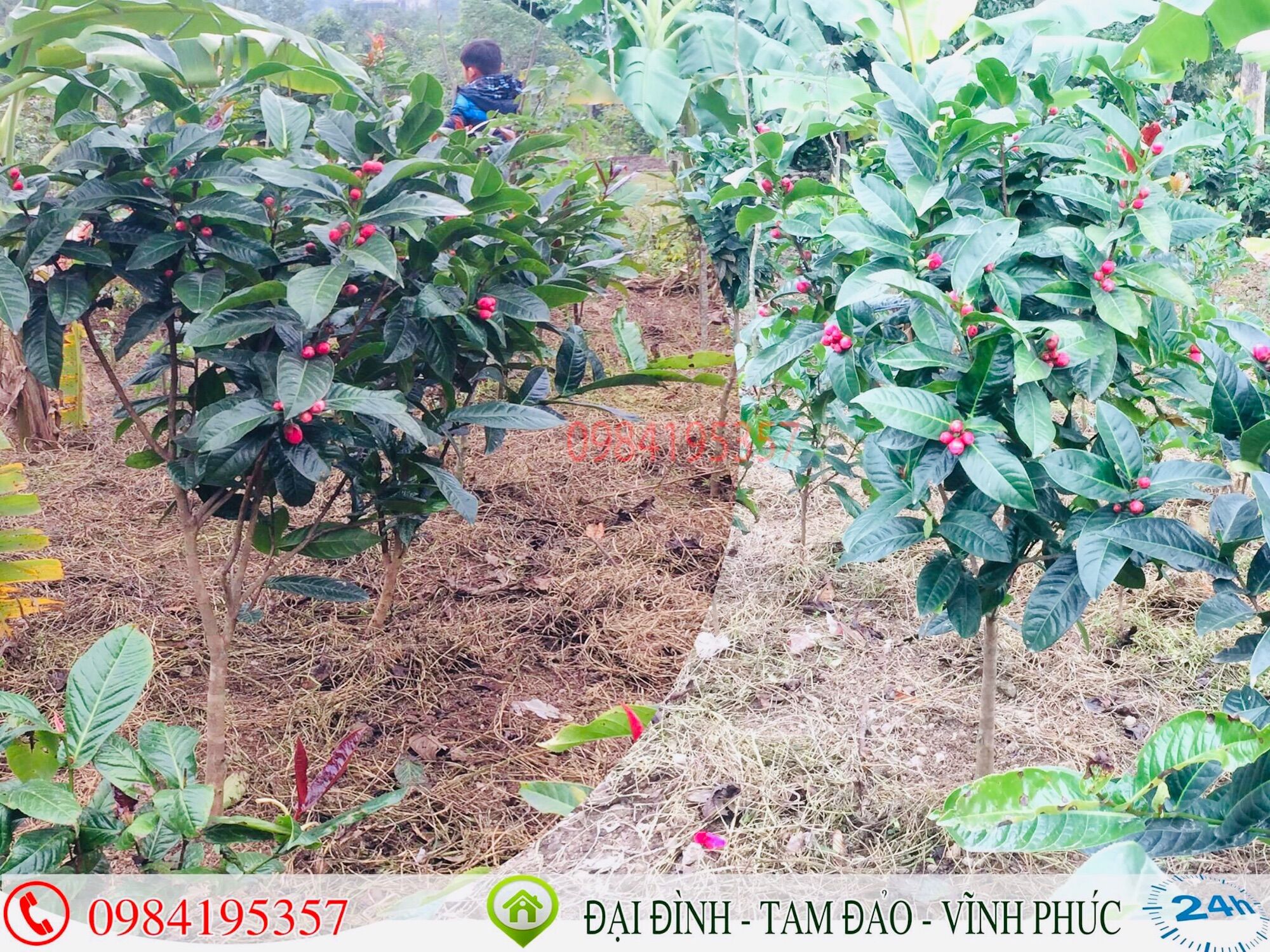 Combo 5 cây giống hải đường đỏ