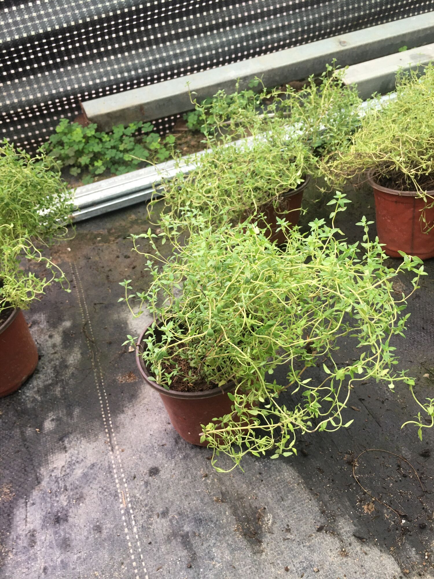 Cỏ Xạ Hương (Thyme)