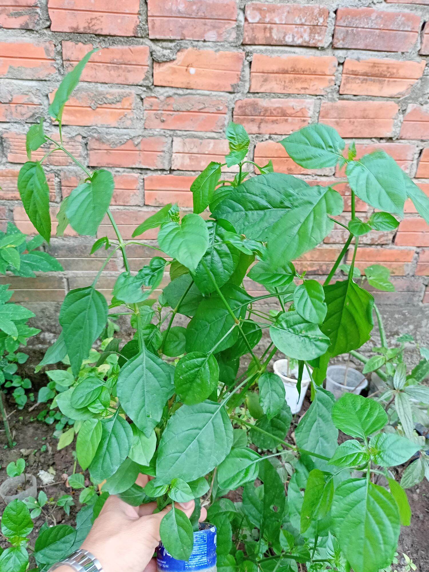 1 chậu rau bồ ngót nhật từ 5 đến 10 cây con rất dễ trồng