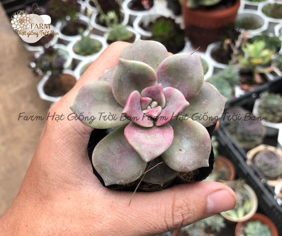 Sen đá hồng mập 🔥 size bầu 5-7 cm 🔥 xuất vườn đà lạt 🔥 đã thuần khí hậu