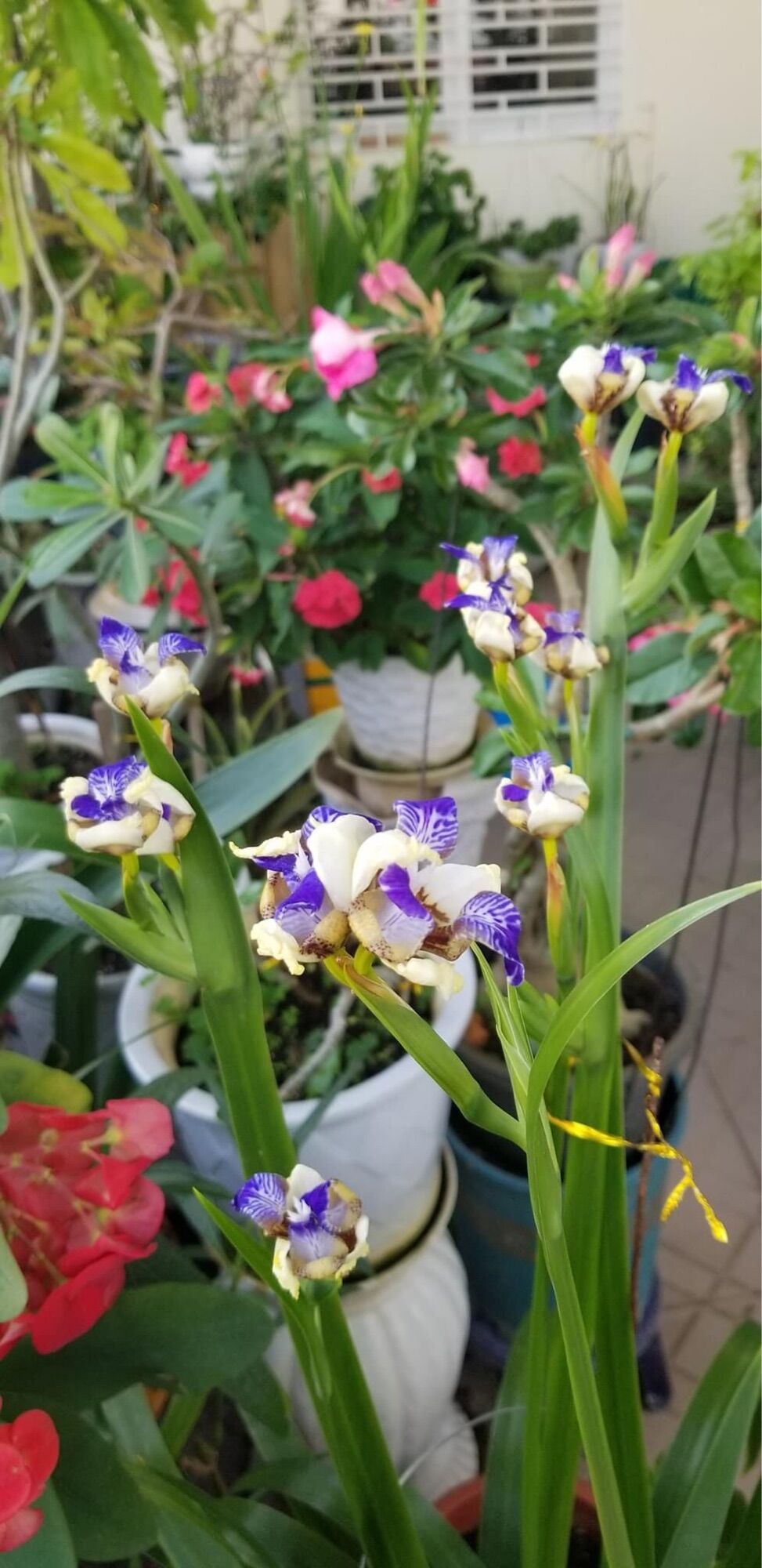 Cây giống hoa diên vỹ(2 cây)