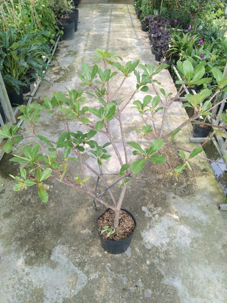 Cây Lộc Vừng đỏ huyết siêu hoa