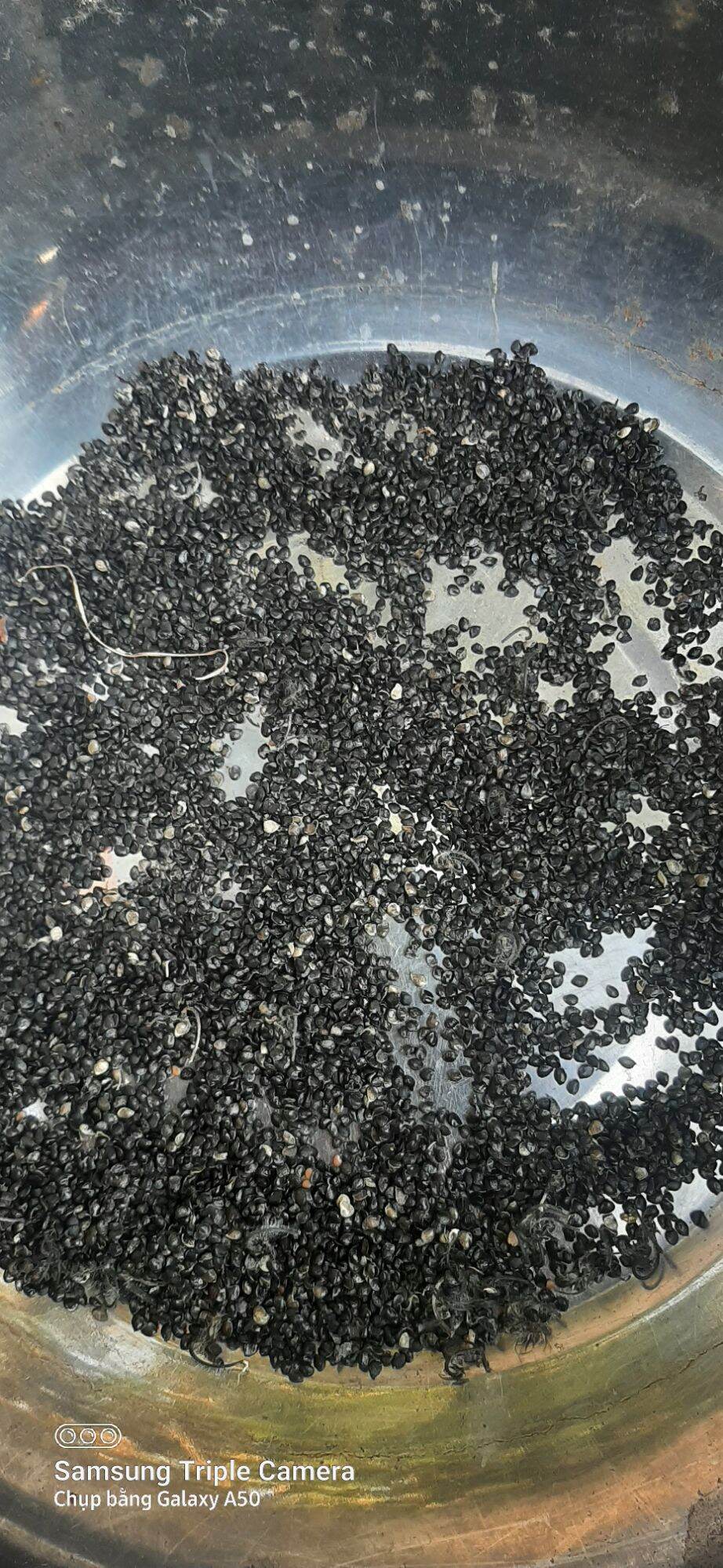 Hạt giống cây đuôi chồn (0.2g)
