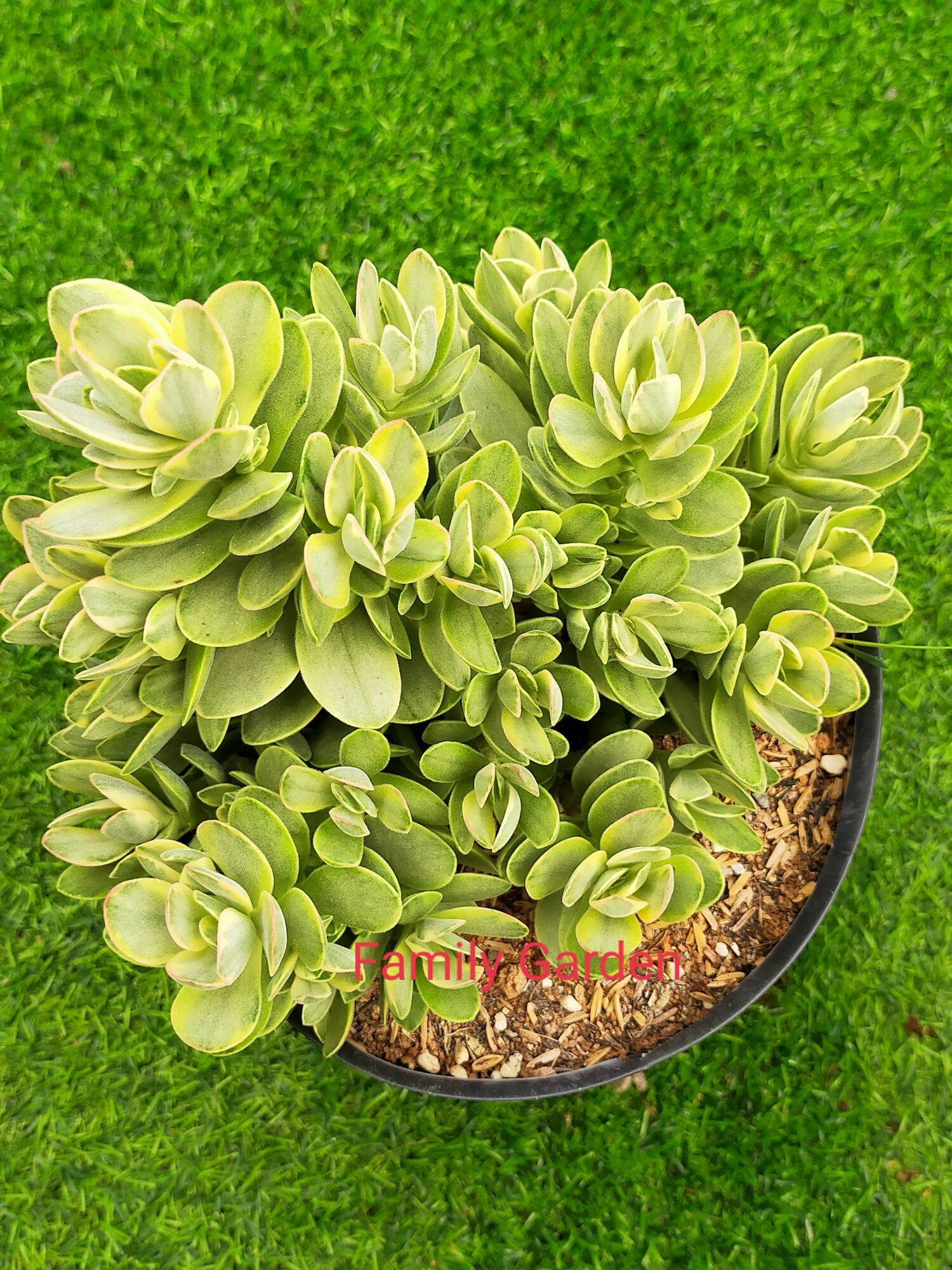 Sen đá cánh bướm var 18-20🌵xuất vườn Đalat 🌲cây siêu khoẻ ❄️
