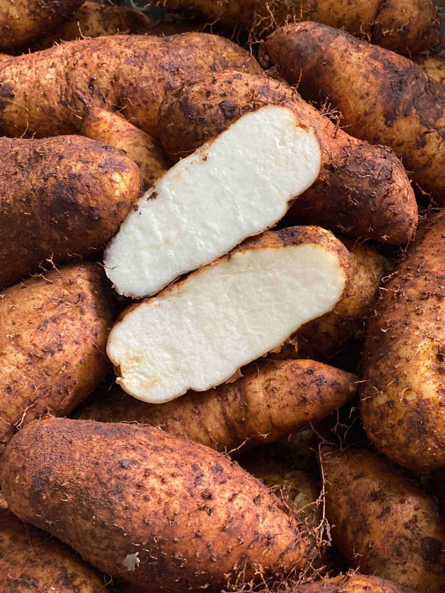 Khoai Từ (1kg) ngon [Giao Toàn Quốc & 2H tại TpHCM]