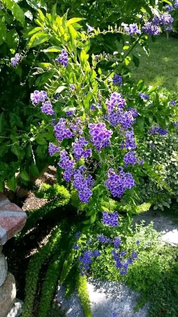 Cây giống chuỗi Ngọc hoa tím (hình cuối)