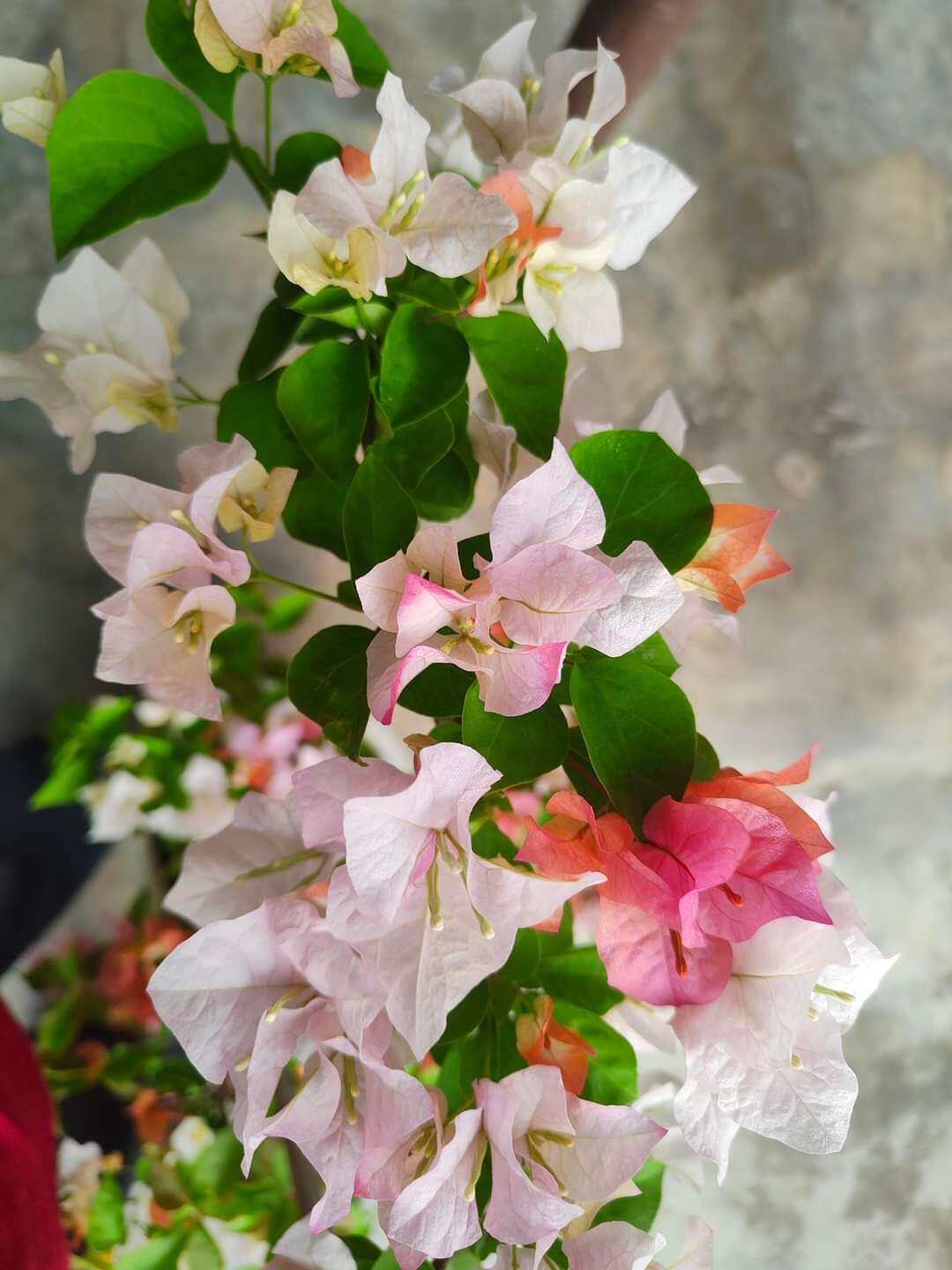 Bông Garden_Maharani giống giấy đổi màu nhanh hoa cây nguyên bản nhỏ