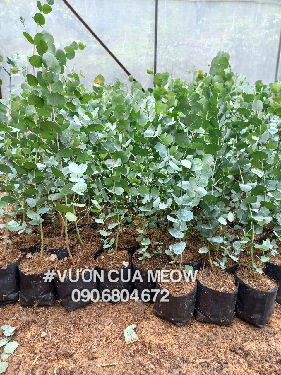 Cây Khuynh Diệp LÁ BẠC  cao hơn 30cm ( Sliv.er do.la Baby Blue, Gu ni, Lá Táo)-Ảnh thật, cây rễ khỏe, thuần khí hậu SG, cao hơn 30cm