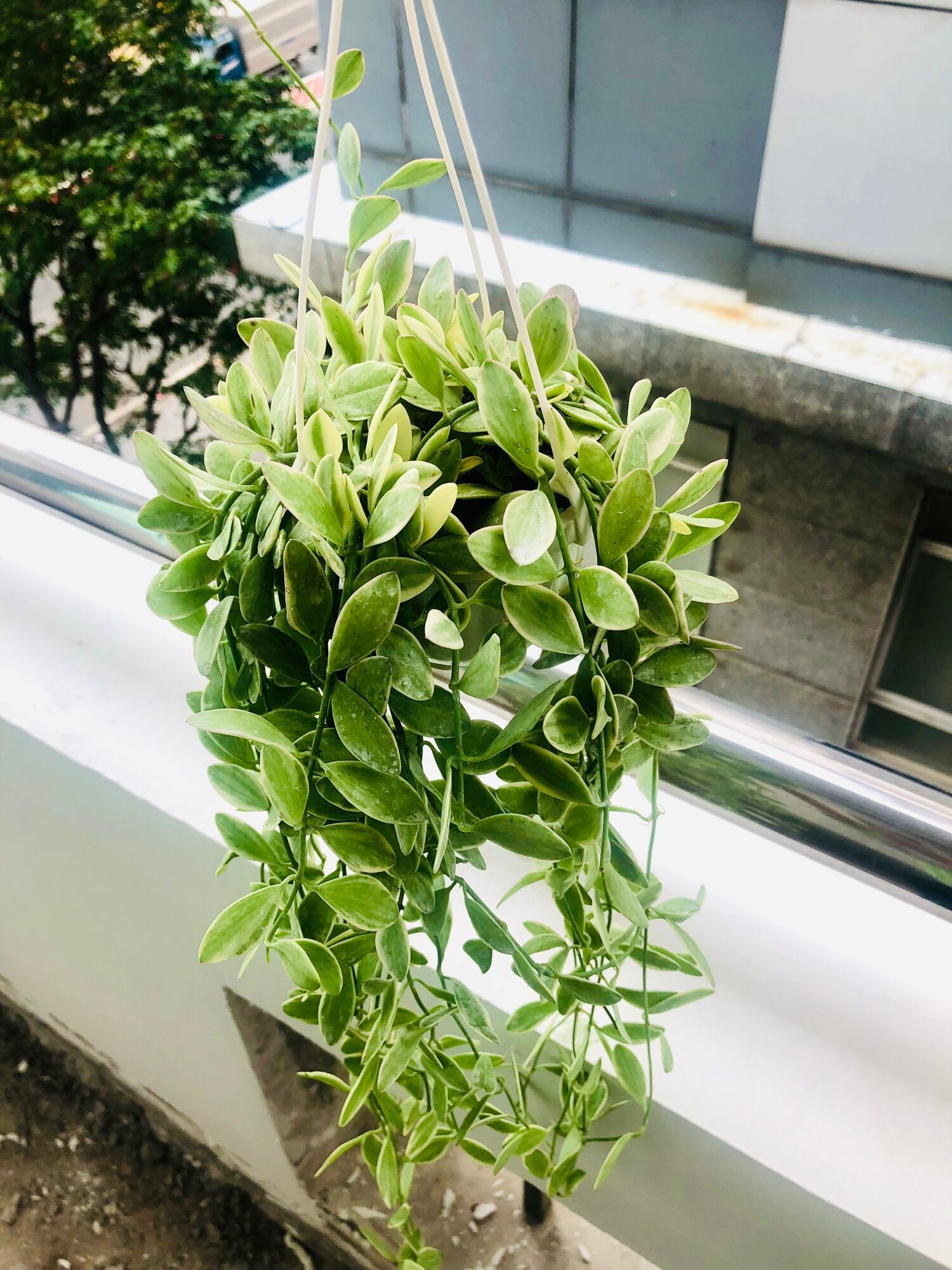 Chậu treo lan hạt dưa cẩm thạch 8x50cm