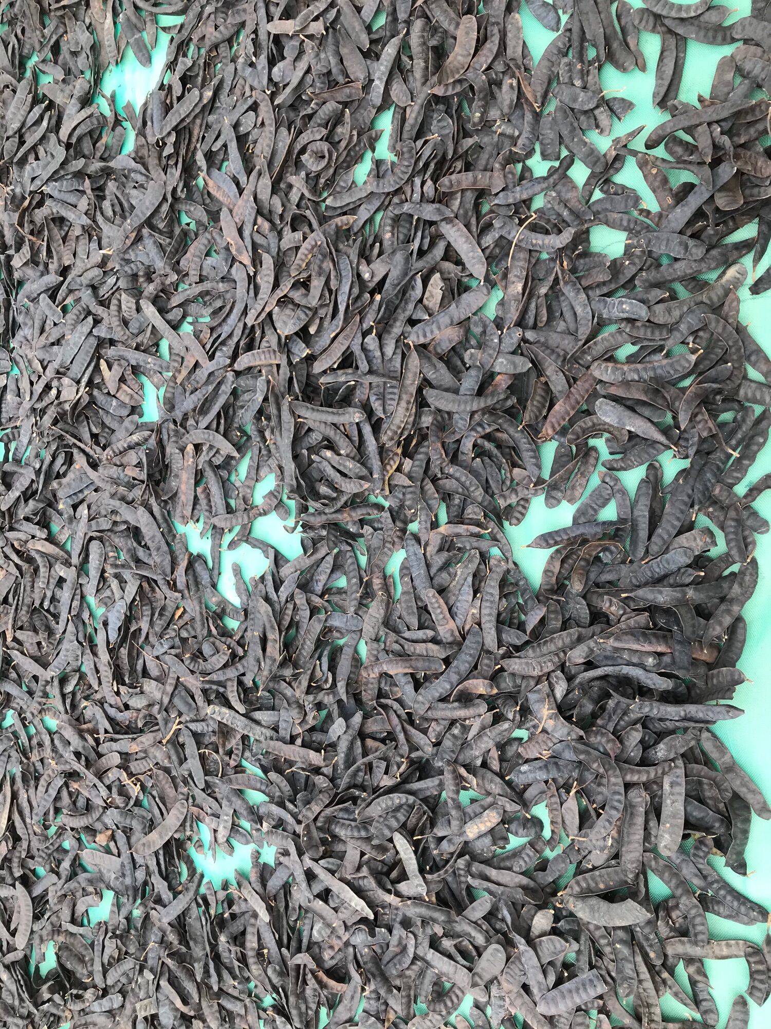 Bồ kết khô 1kg