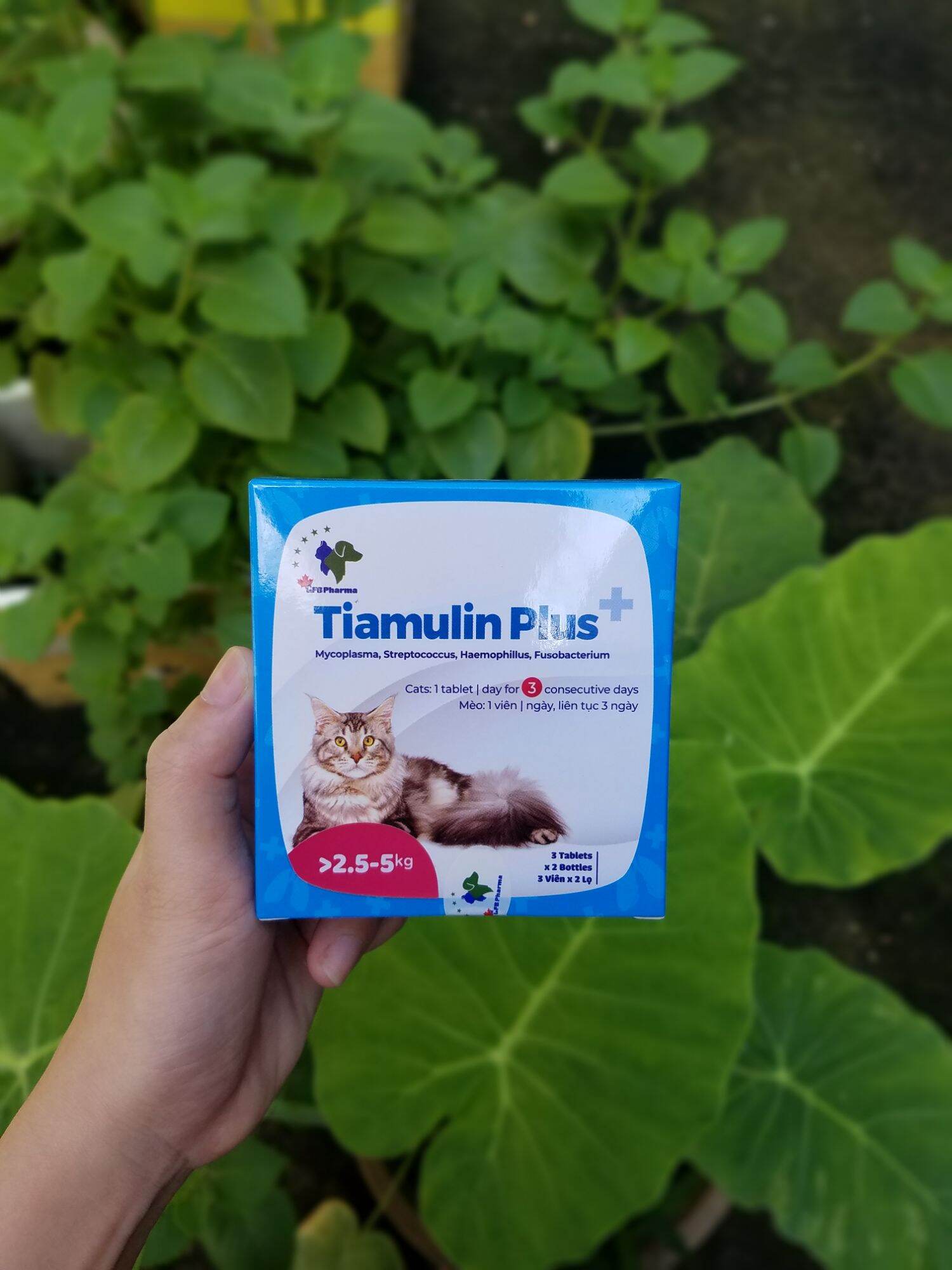 Tiamulin Plus cho mèo hỗ trợ hô hấp (đủ size 0.4-10kg)