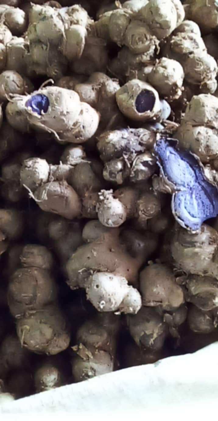gừng đen chuẩn giống 1kg