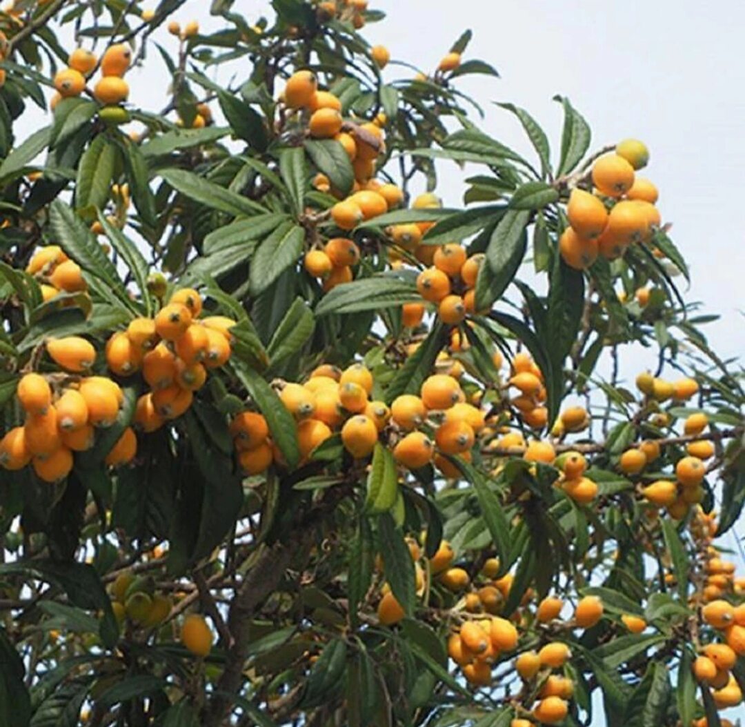 Cây lê ki ma giống