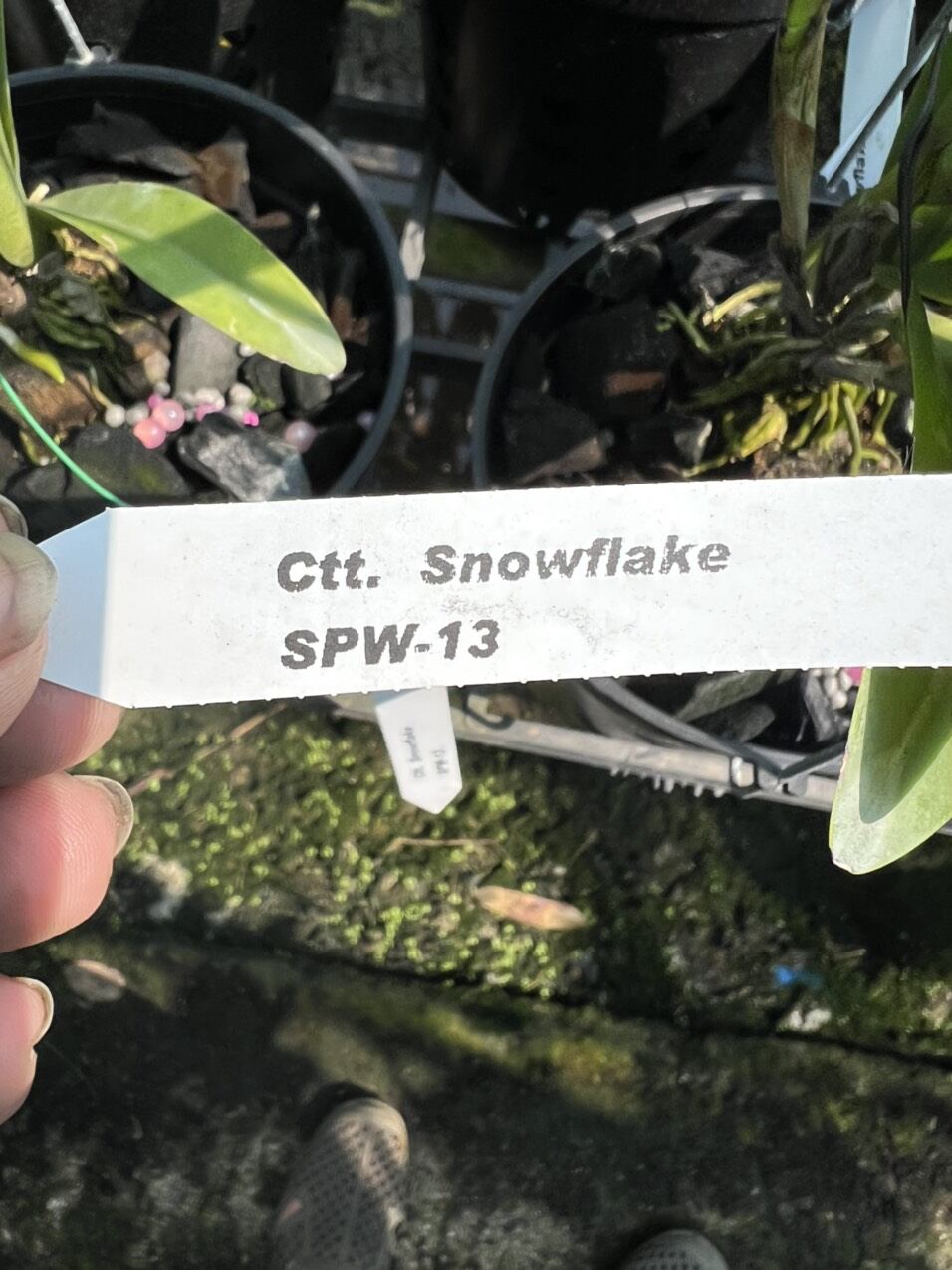 Cát giống mới Snowflake hoa trắng thơm