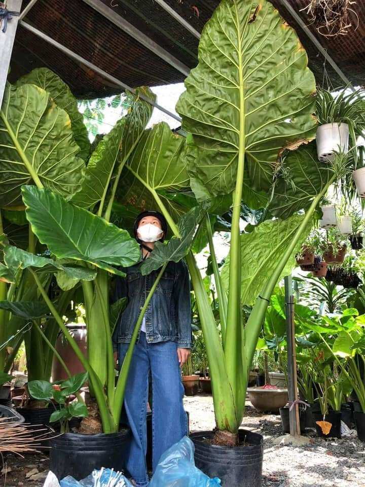 Củ cây Ráy Voi