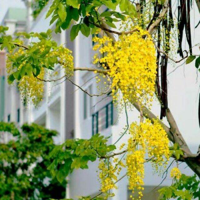The Golden Osaka Tree Is 50-60cm Tall.