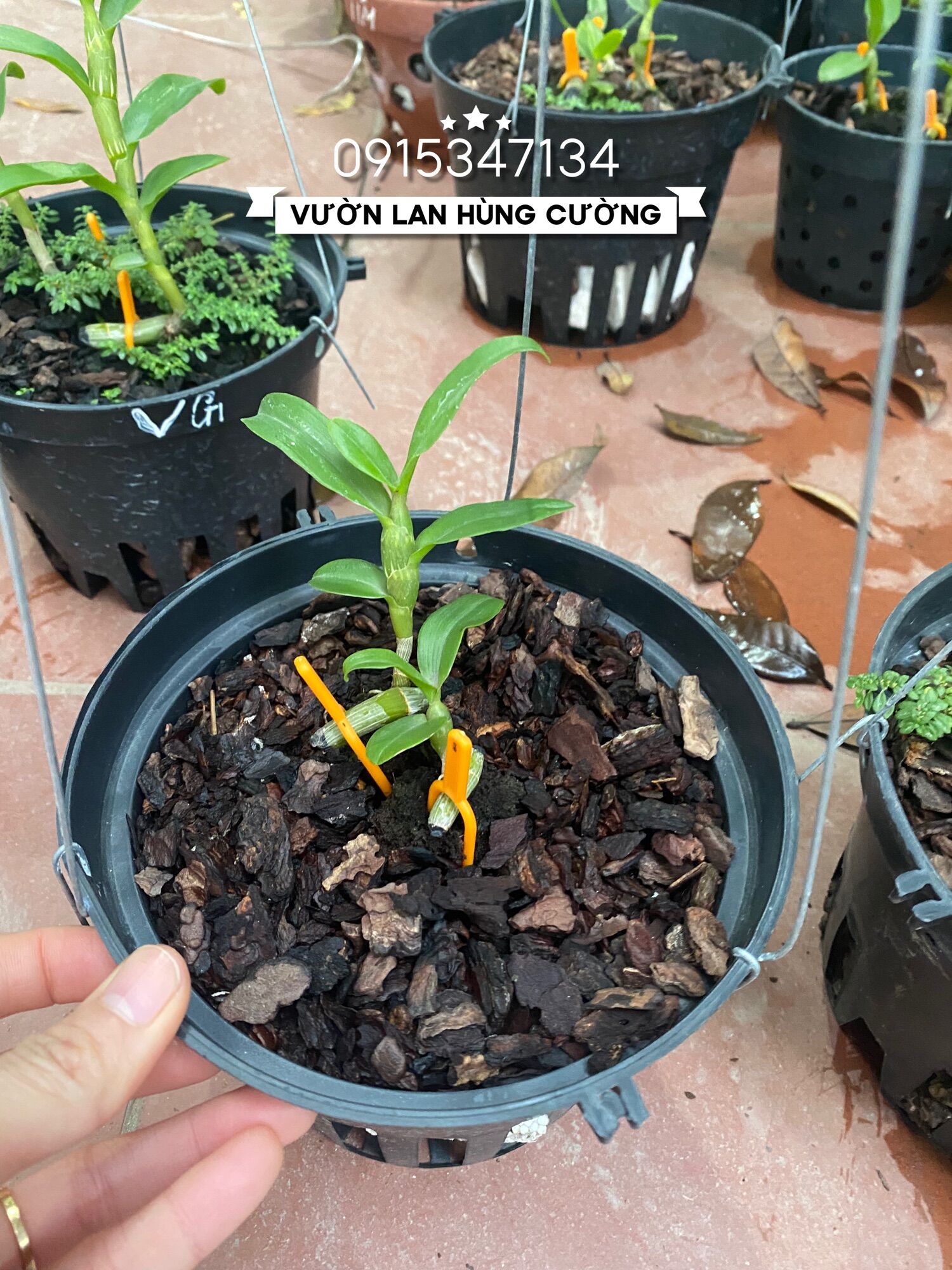 PHI ĐIỆP ÁM CỔ VĂN GIANG CỰC ĐẸP CỰC RẺ