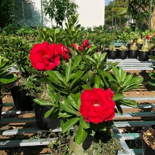 100 hạt sứ thái cánh kép nhập khẩu