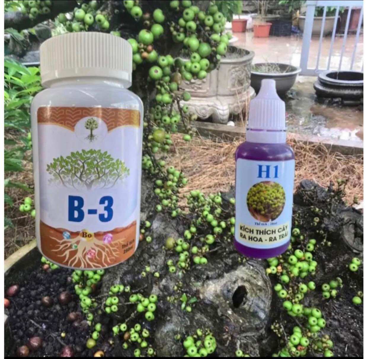 Combo H1+B3 chế phẩm kích hoa kích trái nghịch vụ cho sung và cây ăn trái