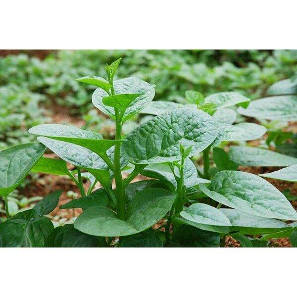 hạt giống rau mồng tơi [gói 20g]